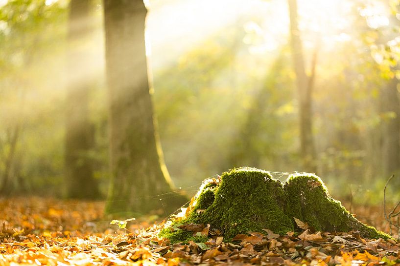 Dawn in the forest by Annelies Werkman