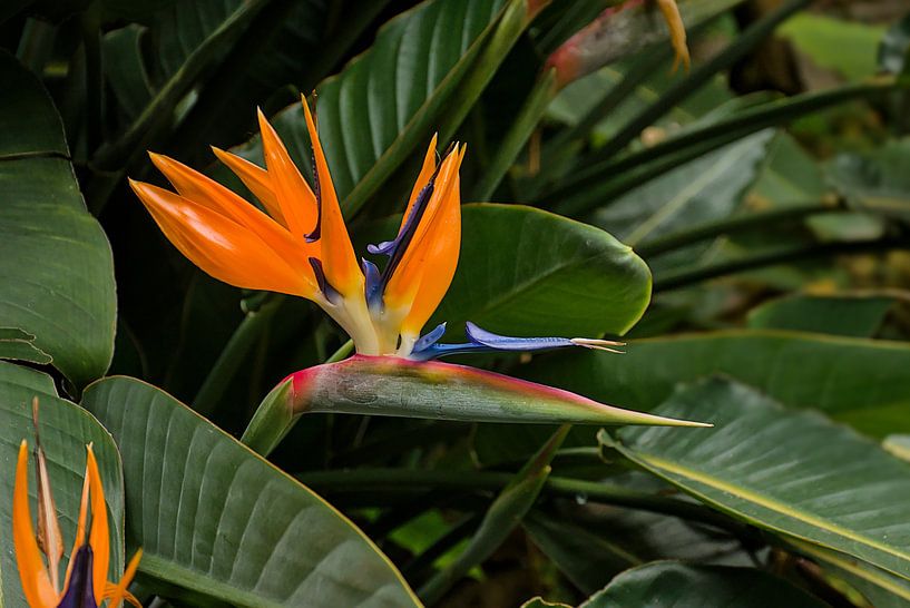 Bird of paradise flower in full bloom by Kristof Lauwers