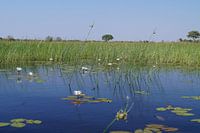 Vanuit de mokoro (kano)