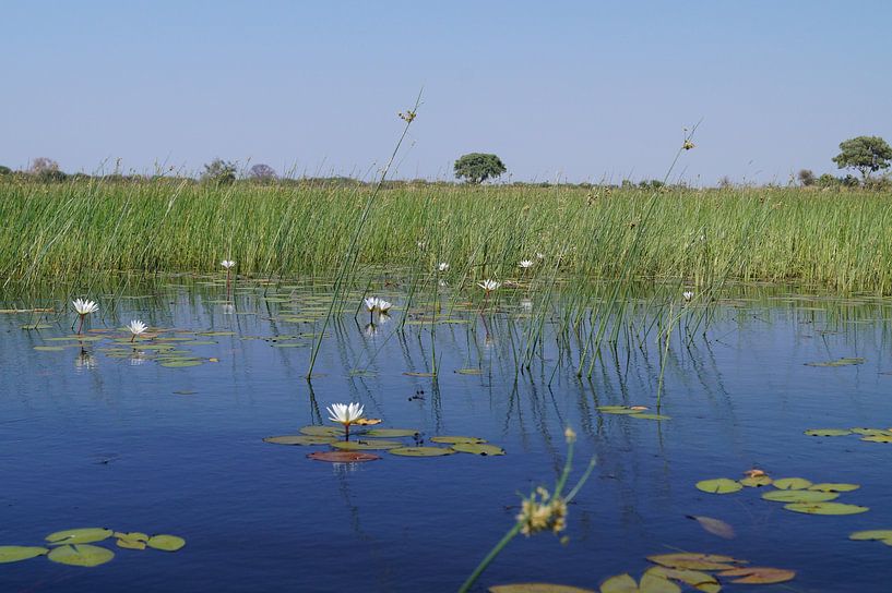 Vanuit de mokoro (kano) by Erna Haarsma-Hoogterp
