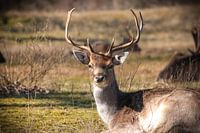 Photo d'un cerf qui vous regarde