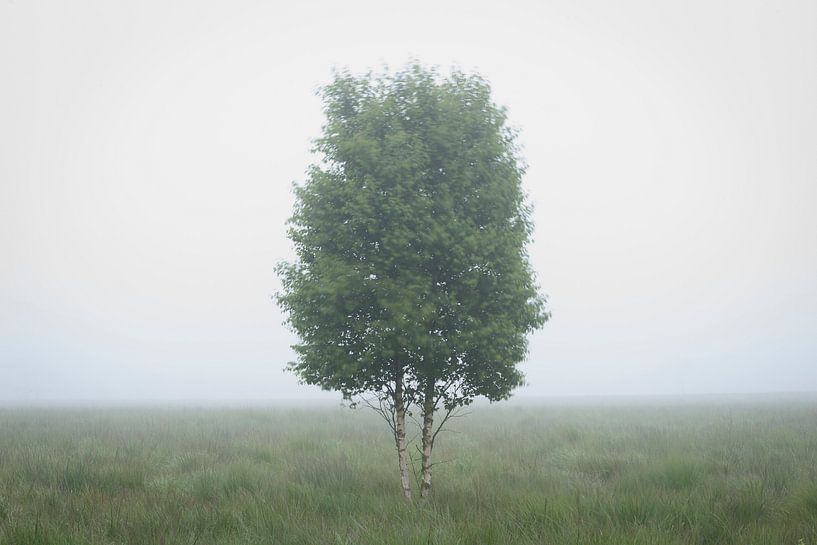 Eenzame berk von Michel Lucas