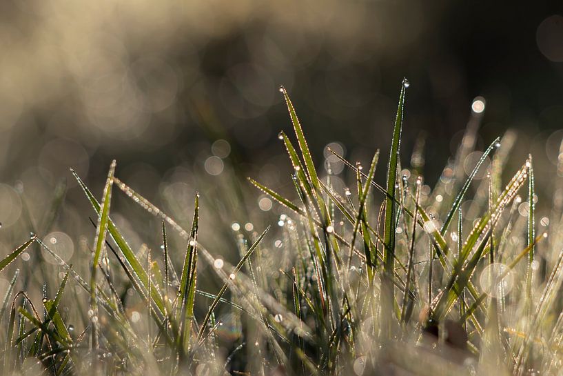 Between the dewdrops by Bas Ronteltap