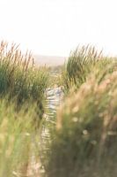 Duinen Terschelling