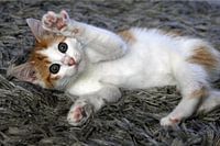 Kitten lief rollend