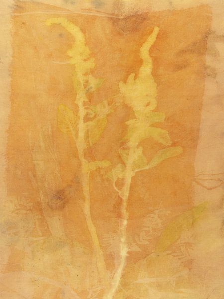 Ökodruck von Doppelrohrkolben von Liesbeth Bulk