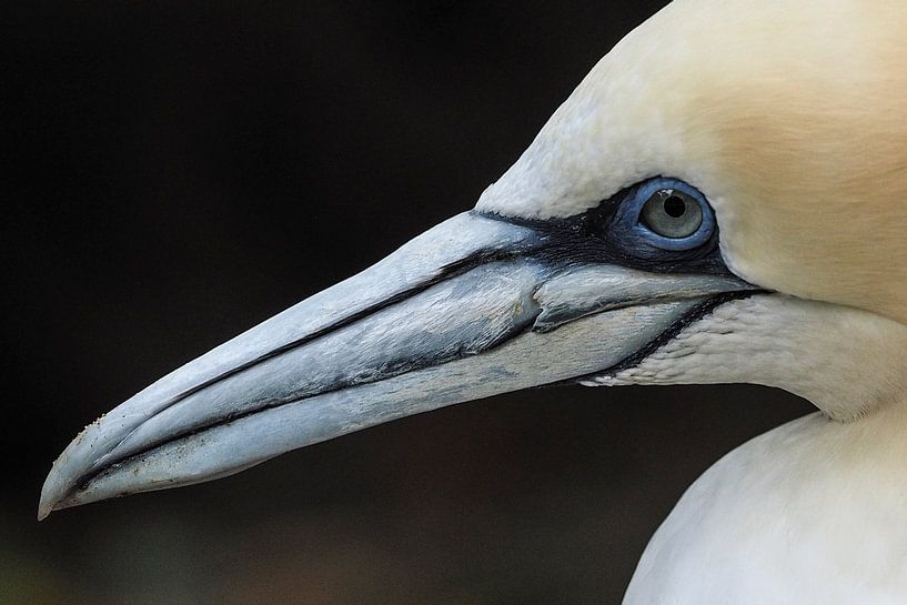 Basstölpel von Loek Lobel
