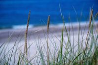 Beach grass with sea and beach in background