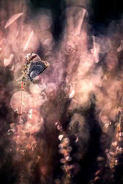 Se lever le matin par Bob Daalder