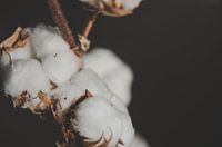 Warme Baumwolle - Wattebällchen