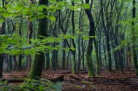 La forêt magique de Speulderbos
