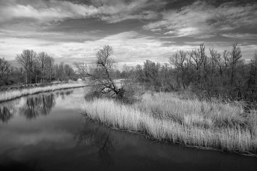 Rest and Reflection in the Biesbosch by Jan Jongejan