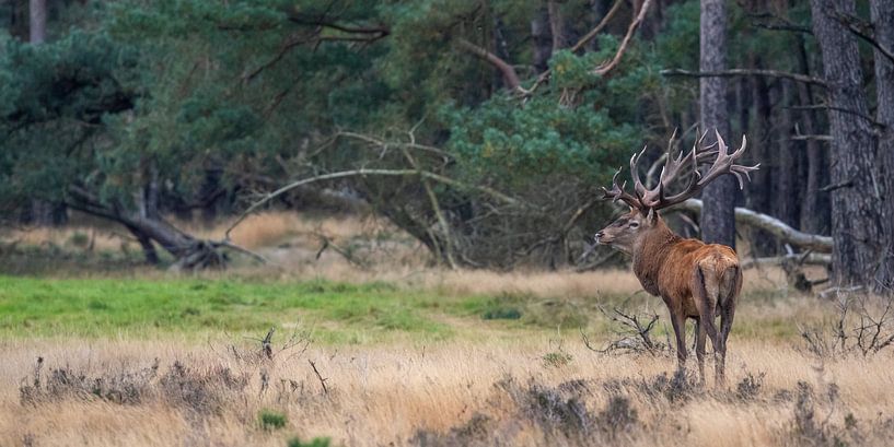 Red deer during the rut by Evert Jan Kip