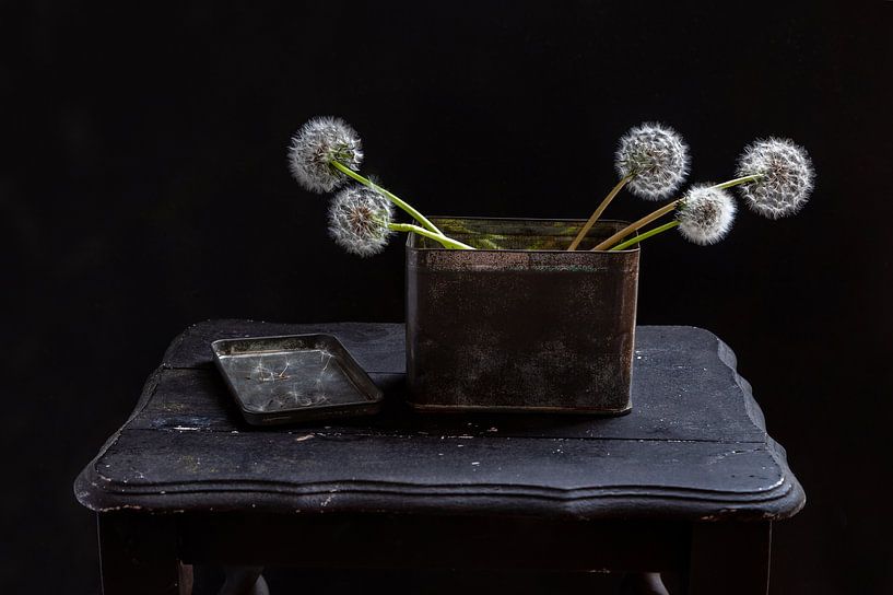 Löwenzahn von Diane Cruysberghs