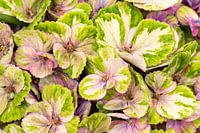 Es ist wie ein Gemälde