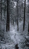 beautiful winter forest