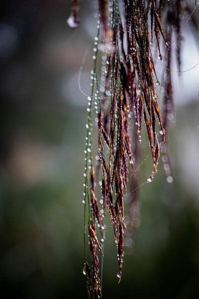 Natur-Schmuck von Helga van de Kar