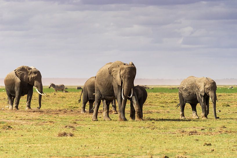 Here come the elephants! by Monique van Helden