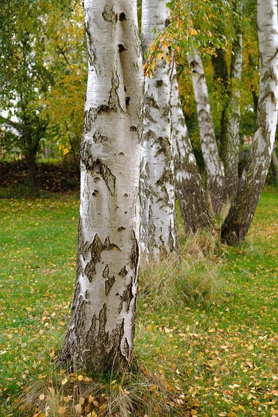 bouleaux par Ostsee Bilder