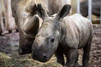 neushoornjong naast moeder neushoorn