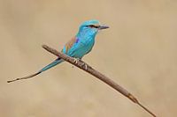 Sahelscharrelaar op een plant