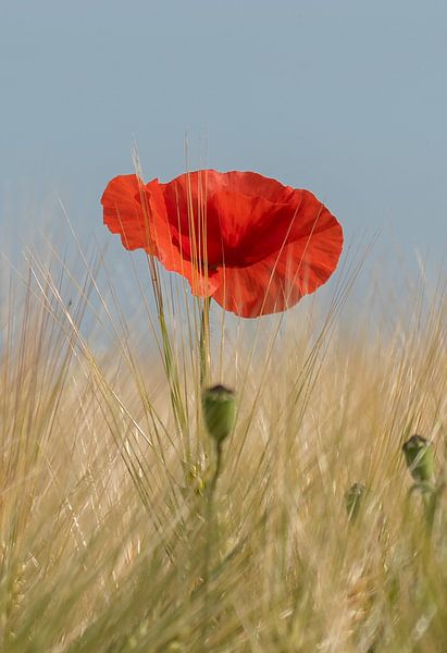 Mohnblumen von Flachsfotografie