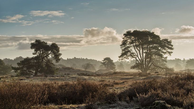 Hulshorsterzand par René Vos