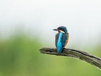 Le martin-pêcheur montre sa beauté