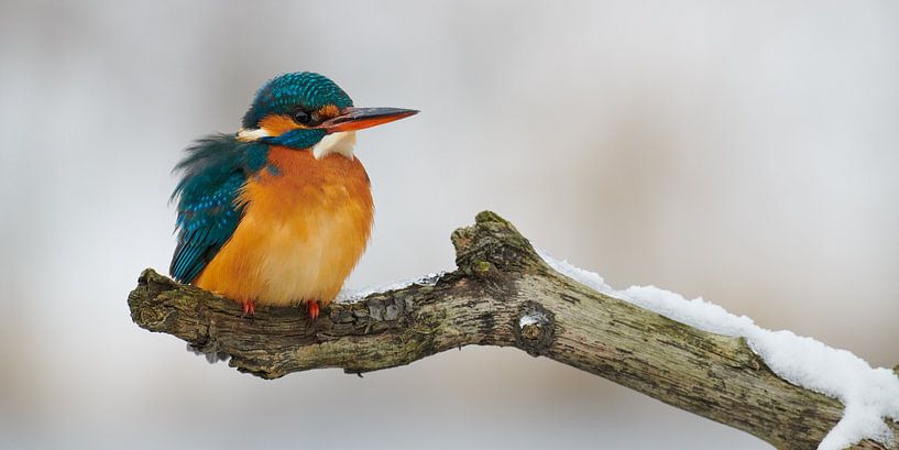 Eisvogel im Schnee von Eisvogel.land - Corné van Oosterhout