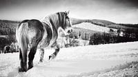 Horse in the snow black and white