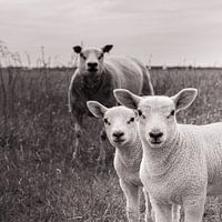 Moederschaap met twee lammetjes