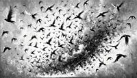 vogelschwarm schwarzweissgrau