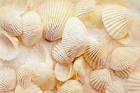 Les petits miracles- Coquillages sur la plage