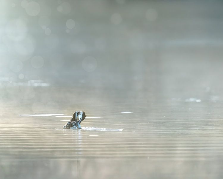 Grèbe à Biesbosch par Liliane Jaspers