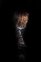 looks and walks. leopard isolated on a black background. Wild beautiful big cat in the night darknes
