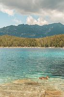 Einsame Ente auf dem Eibsee in Deutschland