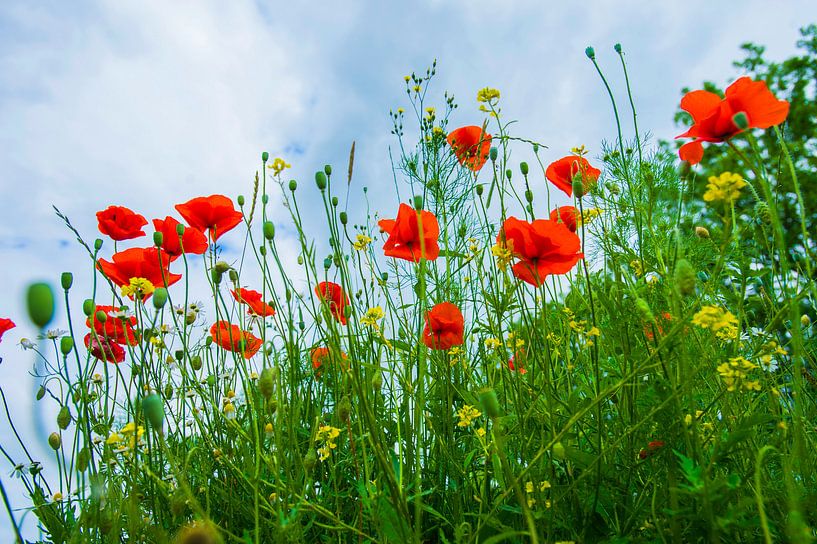 Blonde Statue ; Les fleurs von Blond Beeld