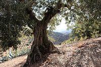 olive tree