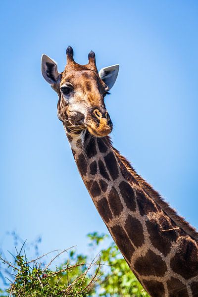 Portrait of a giraffe by Simone Janssen