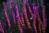 Violette Blüten im Schein der Abendsonne