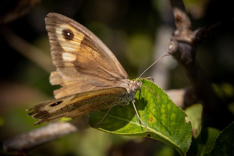 Brown Sandpiper by tovano.pictures