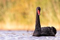 Black Swan
