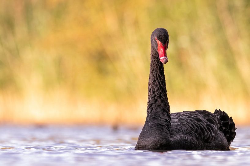 Black Swan by Photowski