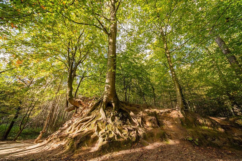 Herfst in het bos van Brakel von Marcel Derweduwen