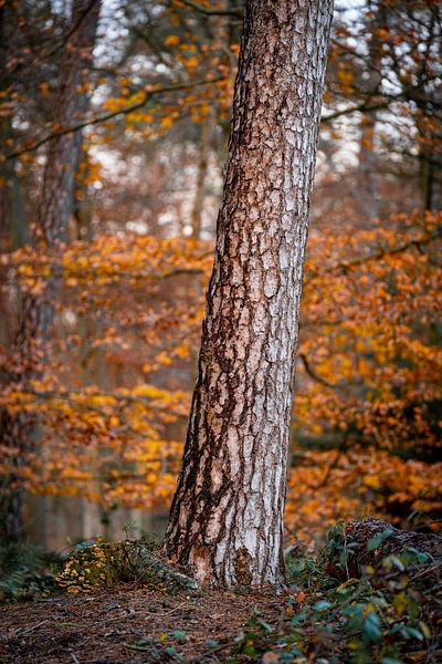Arbre dans la forêt Automne aux Pays-Bas par Tatiana Verbiesen