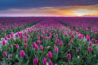 A field full of colours