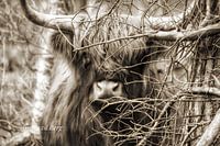 schottischer Highlander