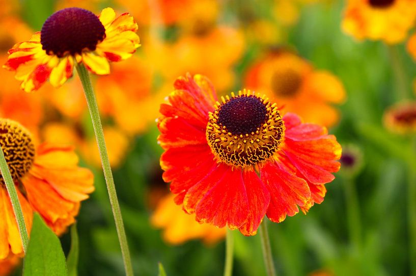 Helenium - Flowers and plants by Patty de Graaf