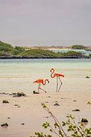 Flamants roses à Bonaire