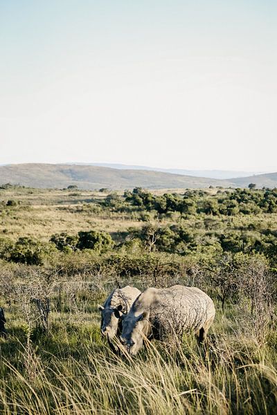 Breitmaulnashörner in Südafrika von Leen Van de Sande